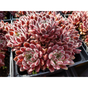 Sempervivum x 'Wendy' - Wendy Hens and Chicks