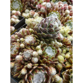 Sempervivum x 'Cobweb Joy' - Cobweb Joy Hens and Chicks