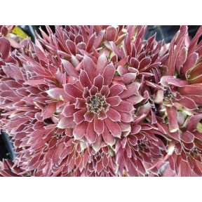 Sempervivum x 'Jet Stream' - Jet Stream Hen and Chicks