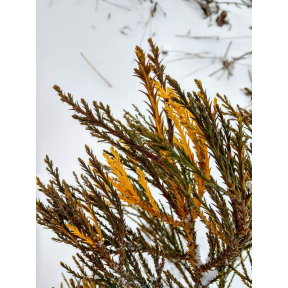 Sequoiadendron giganteum 'Aurea Variegata' - Gold Variegated Giant Redwood