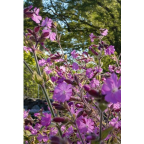 Silene dioica 'Clifford Moor' - Clifford Moor Variegated Morning Campion