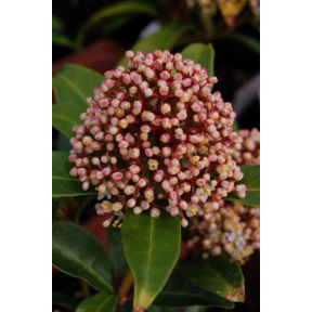 Skimmia japonica - Japanese Skimmia
