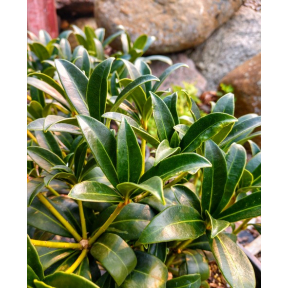 Skimmia reevesiana - Reeves Skimmia