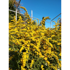 Solidago rugosa 'Fireworks' - Fireworks Goldenrod