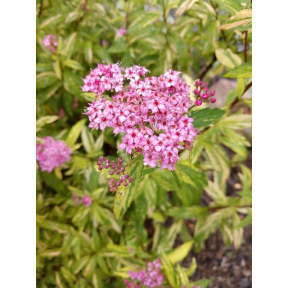 Spiraea japonica 'Minspi' - Minspi Variegated Spirea