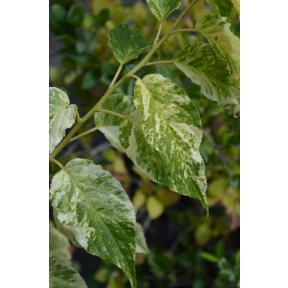 Stachyurus praecox 'Aurea Variegata' - Gold Variegated Spiketail