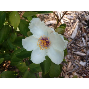 Stewartia malacodendron - Silky Stewartia