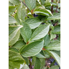 Stewartia pseudocamellia 'Silver Seedling' - Silver Seedling Japanese Stewartia