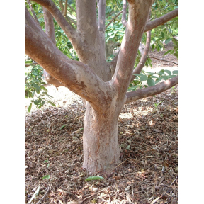 Stewartia sinensis - Chinese Stewartia