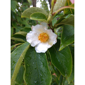 Stewartia x 'Sunset Spire' - Sunset Spire Hybrid Stewartia