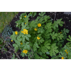 Stylophorum diphyllum   - Celandine Poppy