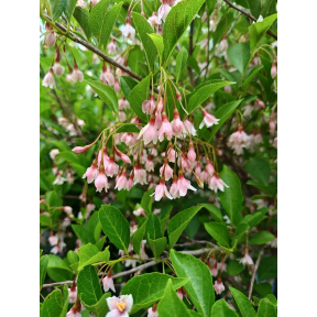 Styrax japonicus 'Pink Trinket' - Pink Trinket Japanese Snowbell