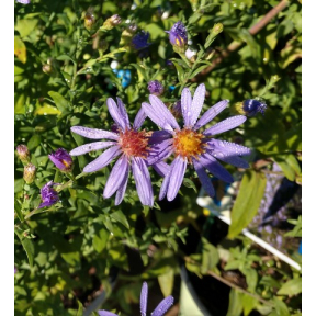 Symphyotrichum laeve 'Bluebird' (Aster laevis 'Blue Bird') - Bluebird Smooth Aster