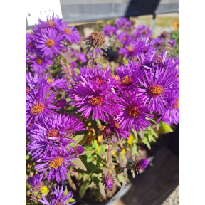 Symphyotrichum novae-angliae 'Purple Dome'