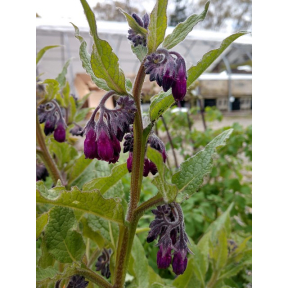 Symphytum officinale 'Amethyst Luminescence' - Amethyst Luminescence Comfrey