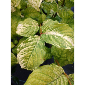 Syringa villosa 'Aurea' - Gold Leaf Villous Lilac