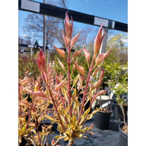 Syringa vulgaris 'Weston's Rainbow' - Weston's Rainbow Common Lilac