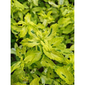 Teucrium viscidum 'Lemon and Lime' - Lemon and Lime Iranian Germander