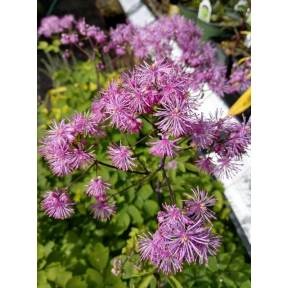 Thalictrum x 'Black Stockings' - Black Stockings Meadow Rue