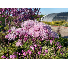 Thalictrum x 'North Hill' - North Hill Meadow Rue