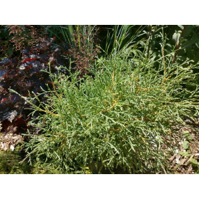 Thuja occidentalis 'Linesville' - Linesville Eastern Arborvitae