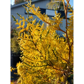 Thuja orientalis 'Van Hoey Smith' - Van Hoey Smith Oriental Arborvitae