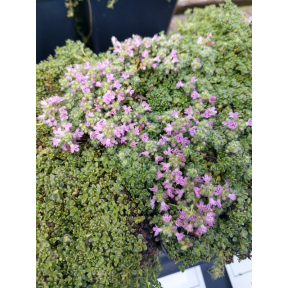 Thymus serpyllum 'Elfin' - Elfin Thyme