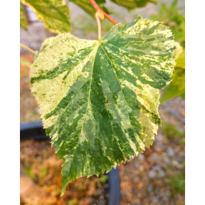 Tilia cordata 'Debra's Delight' - Debra's Delight Littleleaf Linden