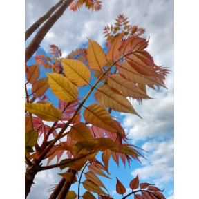 Toona sinensis (Cedrela sinensis) 'Flamingo’ - Flamingo Chinese Mahogany 