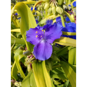 Tradescantia x 'Sweet Kate' - Sweet Kate Spiderwort