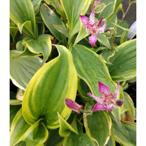 Tricyrtis formosana 'Autumn Glow' - Autumn Glow Toad Lily