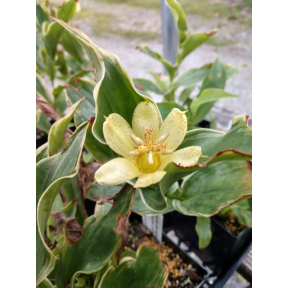 Tricyrtis ohsumiensis 'Nakatsugawa' - Nakatsugawa Japanese Toad Lily