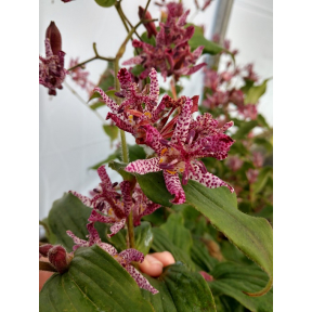 Tricyrtis x 'Sinome' - Sinome Hybrid Toad Lily