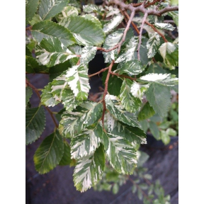 Ulmus parvifolia (Yinger Variegated) - Variegated Lacebark Elm