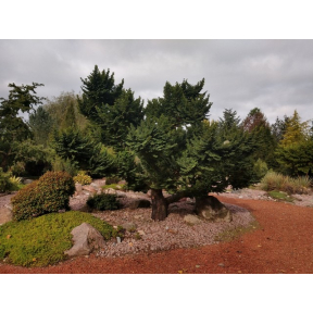 Ulmus x hollandica 'Jacqueline Hillier' - Jacqueline Hillier Elm