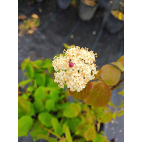Viburnum bracteatum 'Crimson Gem' - Crimson Gem Bracted Viburnum