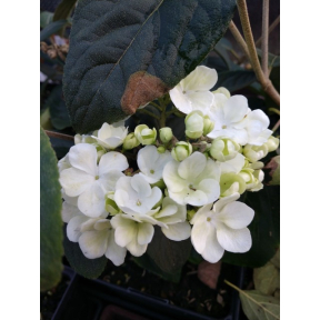 Viburnum macrocephalum - Chinese Snowball Viburnum
