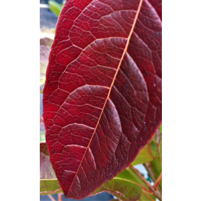 Viburnum nudum 'Bulk' - Bulk Smooth Witherod Viburnum