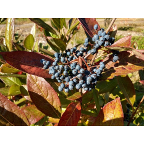 Viburnum nudum 'Moonshine' - Moonshine Smooth Witherod Viburnum