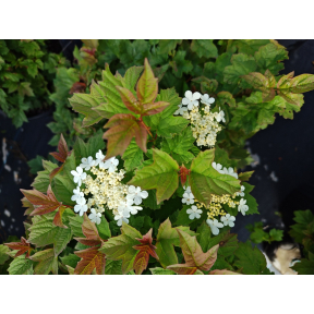 Viburnum opulus 'Nanum' - Dwarf European Cranberry Viburnum