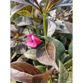 Weigela florida 'Dark Horse' - Dark Horse Weigela