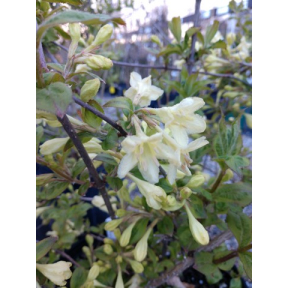 Weigela subsessilis 'Shine On' - Shine On Weigela