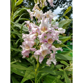 X Chitalpa tashkentensis 'Pink Dawn' - Pink Dawn Chitalpa 