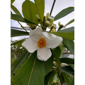 X Gordlinia grandiflora 'Sweet Tea' - Sweet Tea Gordlinia