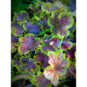 X Heucherella hybrida 'Solar Eclipse'  PP 23647 - Solar Eclipse Hybrid Foamy Bells