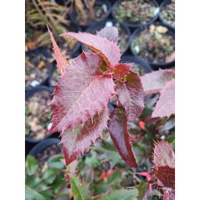 X Mahoberberis meithkeana - Hybrid Mahoberberis