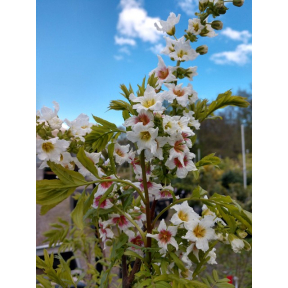 Xanthoceras sorbifolium - Yellowhorn