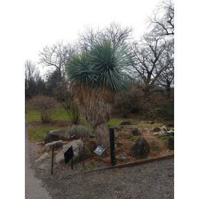 Yucca rostrata 'Sapphire Skies' - Sapphire Skies Yucca