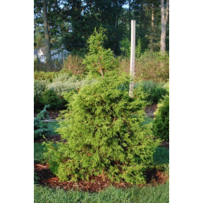 Chamaecyparis obtusa 'Lemon Twist' - Lemon Twist Hinoki Cypress Broken ...