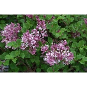 Syringa meyeri 'Palibin' - Dwarf Korean Lilac Broken Arrow Nursery